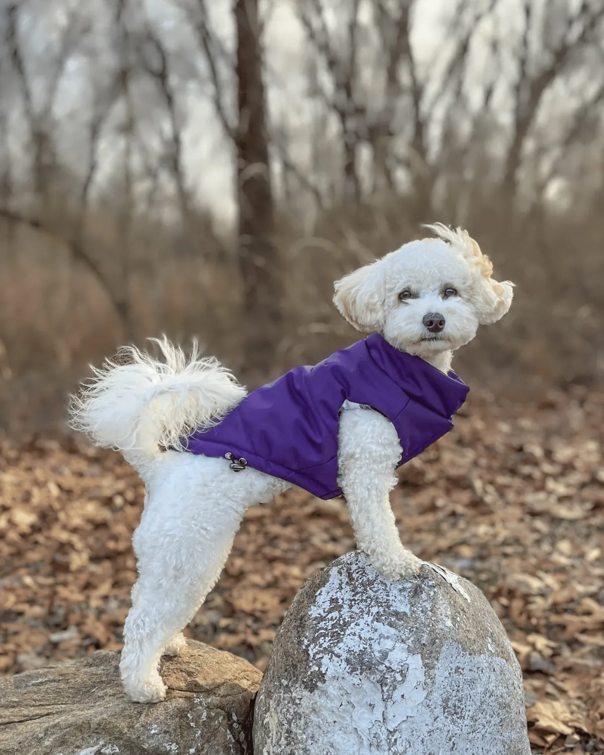 Reversible Puffer Dog Coat