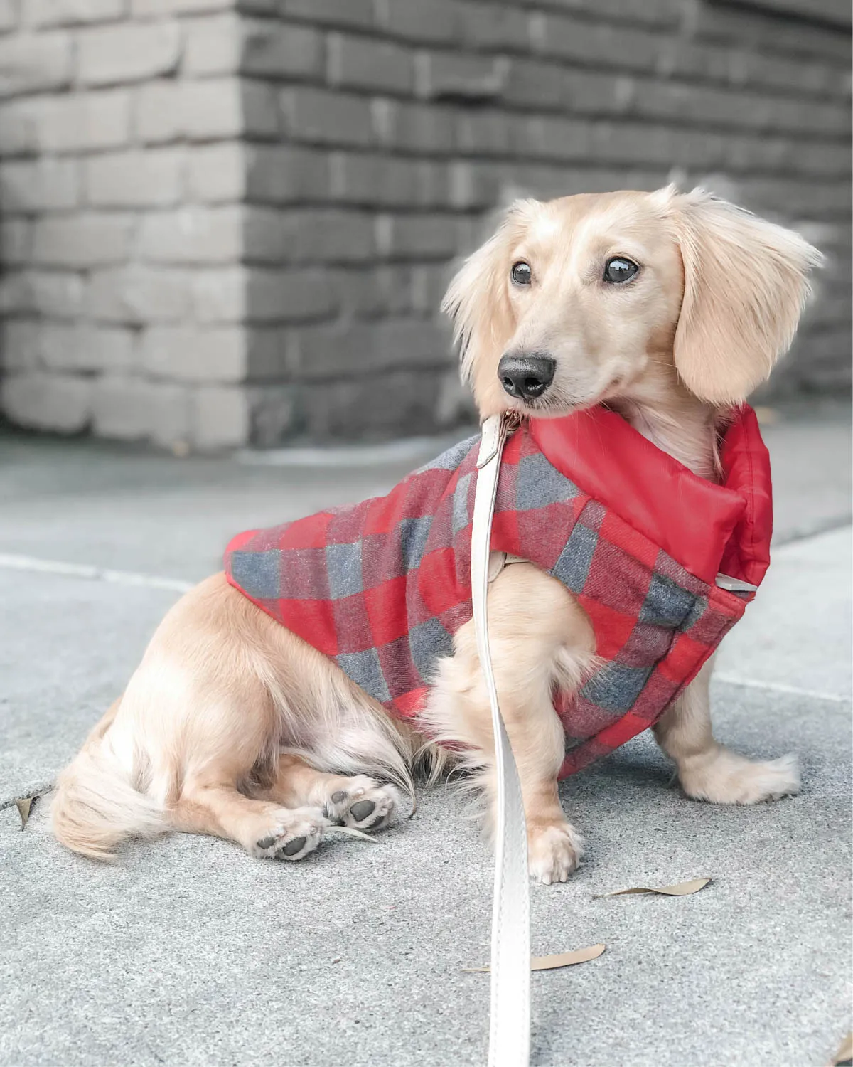 Reversible Puffer Dog Coat