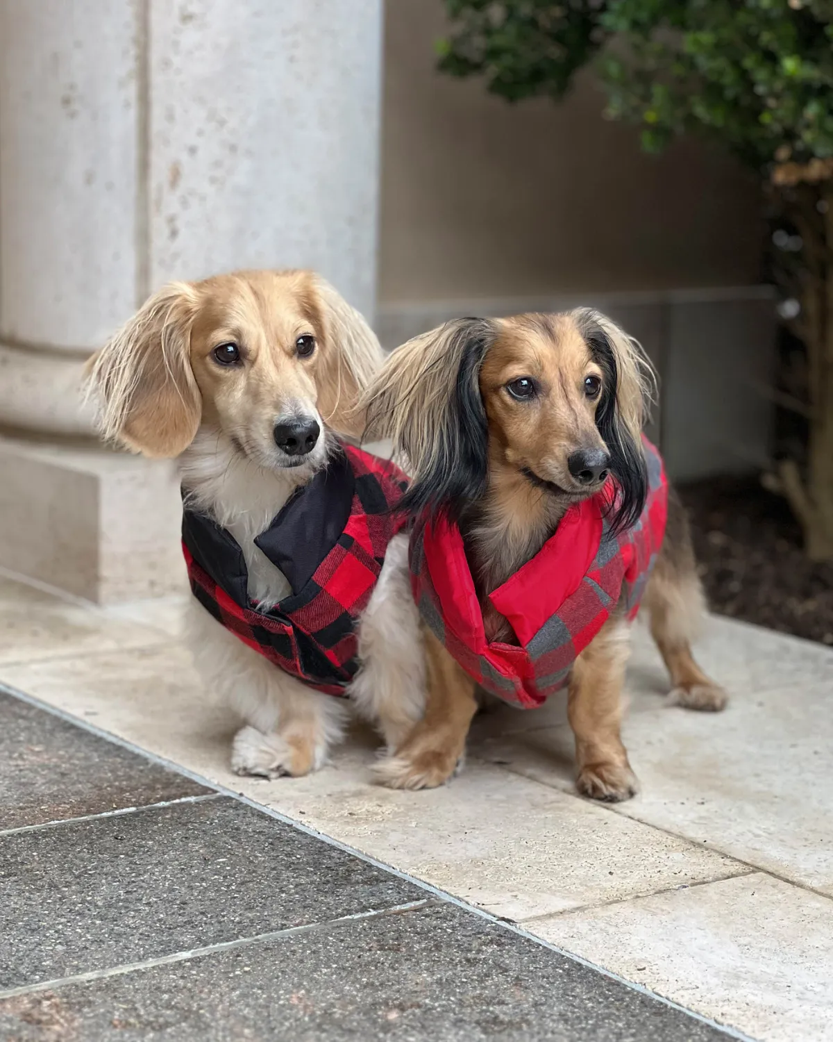 Reversible Puffer Dog Coat