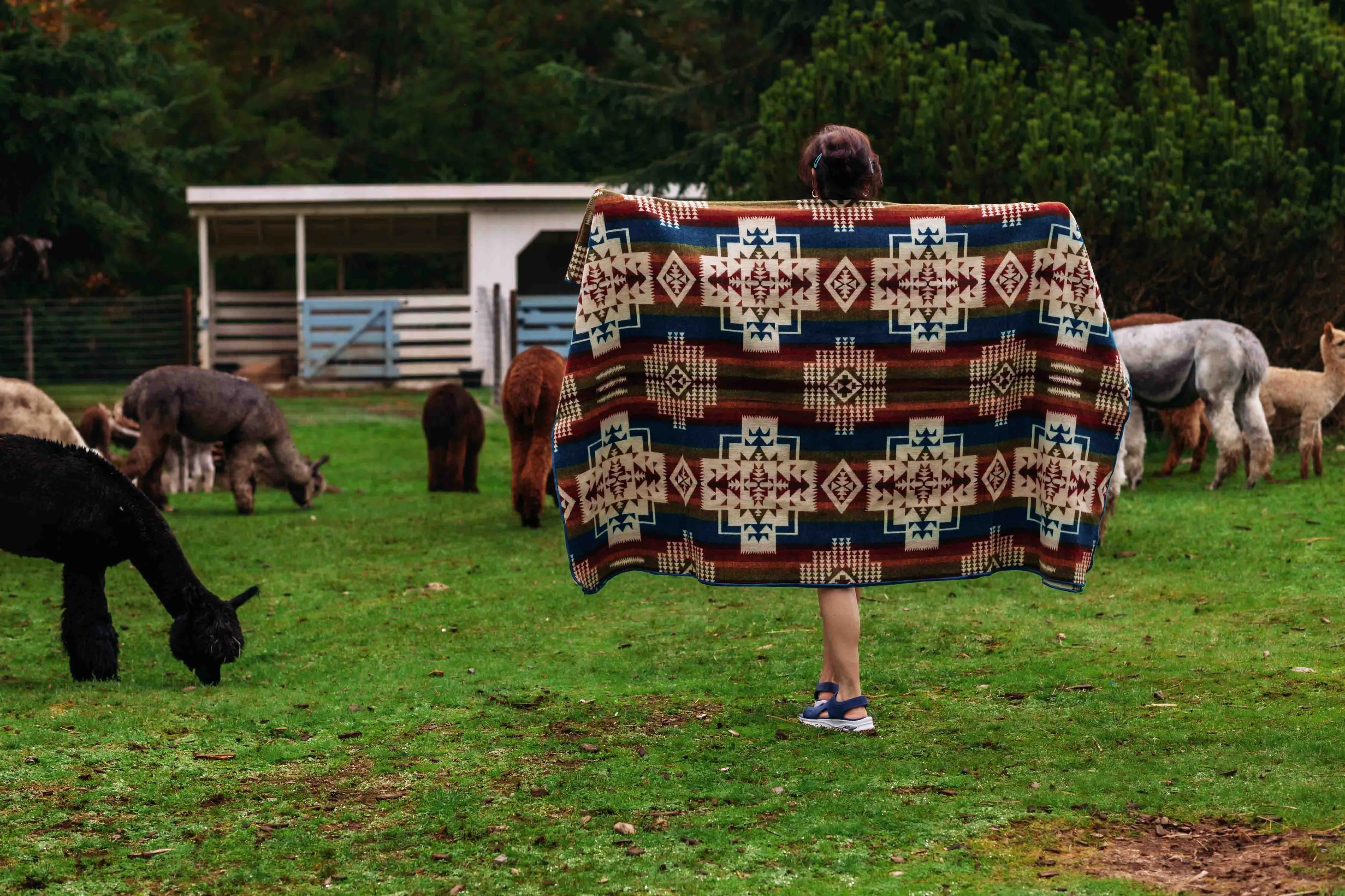 San Borja - Royal - Alpaca Wool Blanket - Enchanted Farms